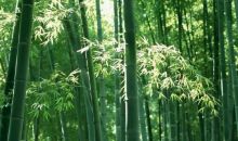中國林學會竹子分會調研宜賓竹文化