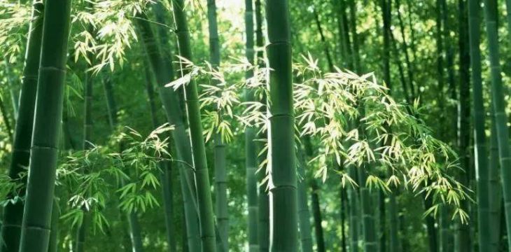 中國林學會竹子分會調研宜賓竹文化