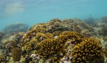 《仁愛礁非法“坐灘”軍艦破壞珊瑚礁生態系統調查報告》發布