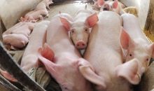 韓國連發非洲豬瘟疫情 政府下令緊急防疫