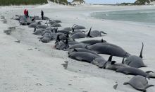 77頭領航鯨在英國蘇格蘭地區海灘擱淺死亡